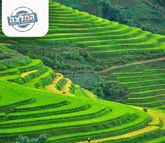וייטנאם – סאפה: בין שדות האורז