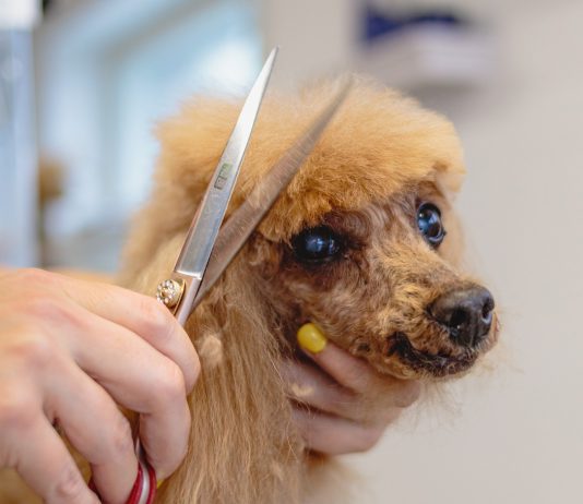 הטיפוח המושלם