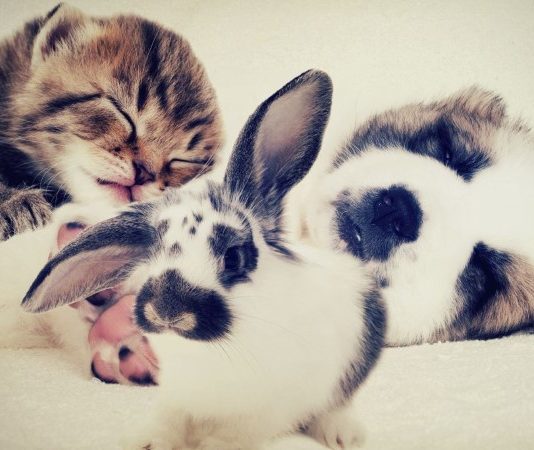 אוכל לכלבים במבצע